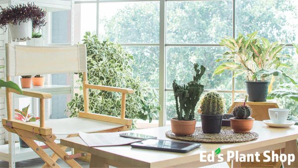 Indoor plants arranged throughout a bright modern living space