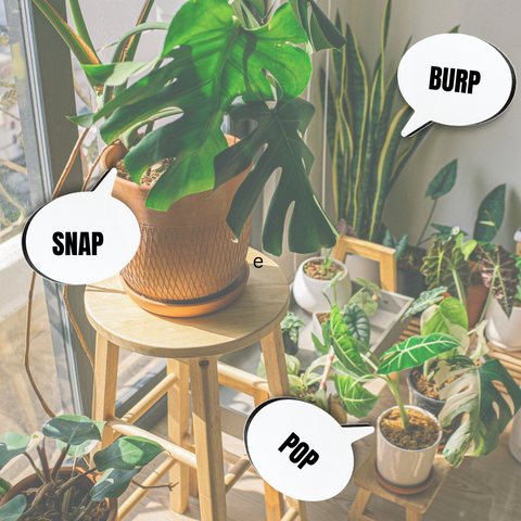 Stress-Induced Plant Pops: Nature's Astonishing Reaction