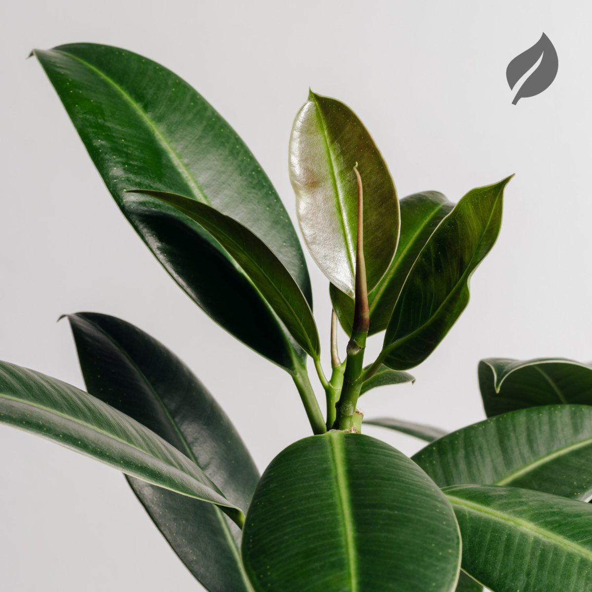 Houseplant showing sudden new growth caused by environmental stress