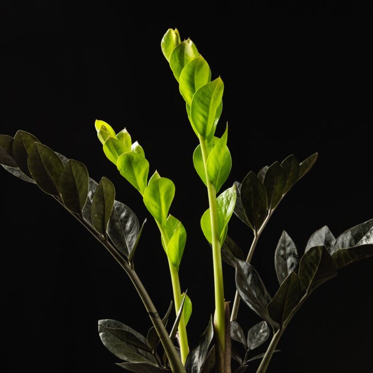 Rare and exotic houseplants displayed together in decorative pots