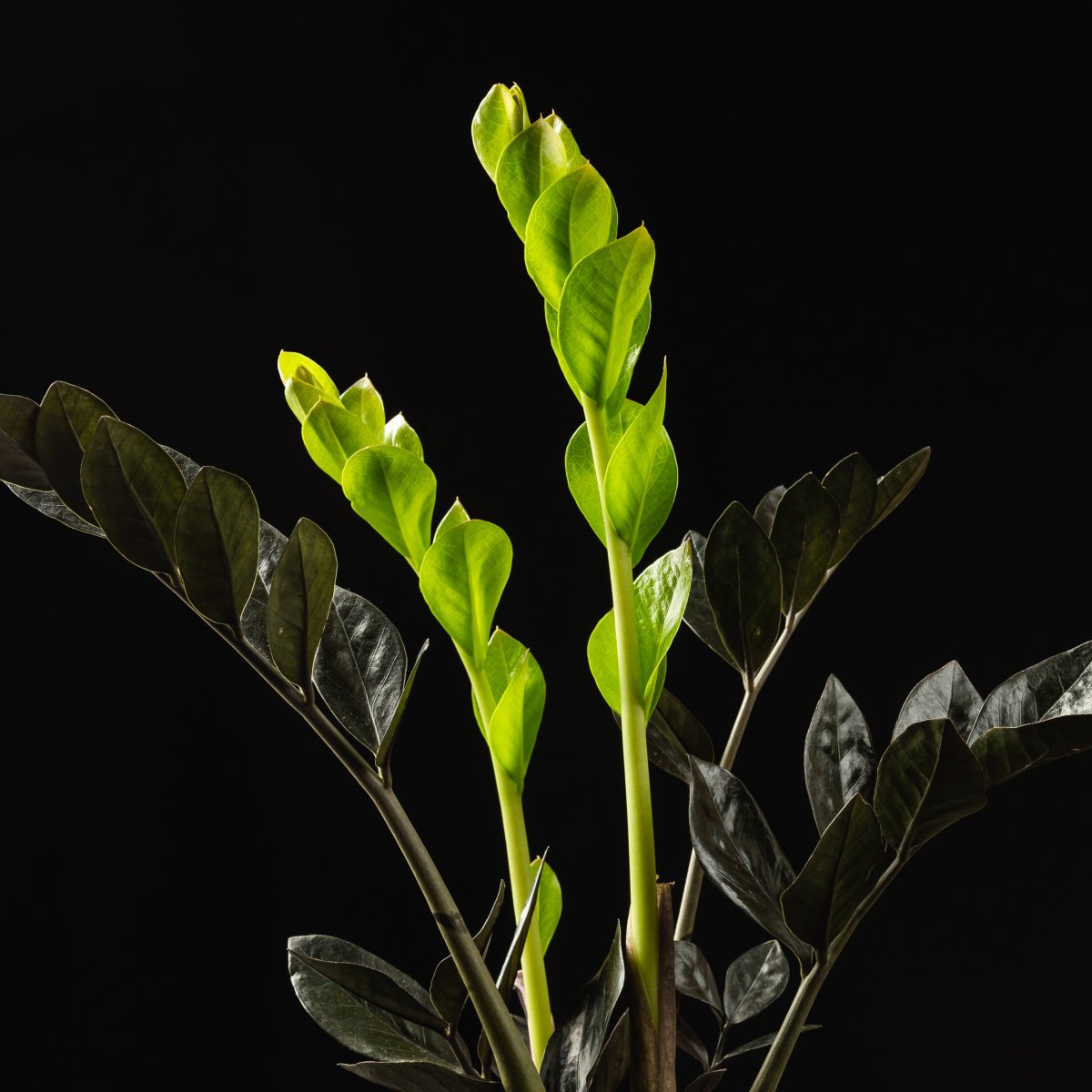Rare and exotic houseplants displayed together in decorative pots