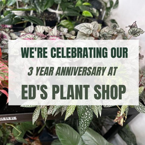 Indoor plants and celebratory décor arranged for an anniversary event