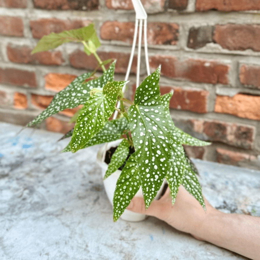 Begonia White Ice hanging basket