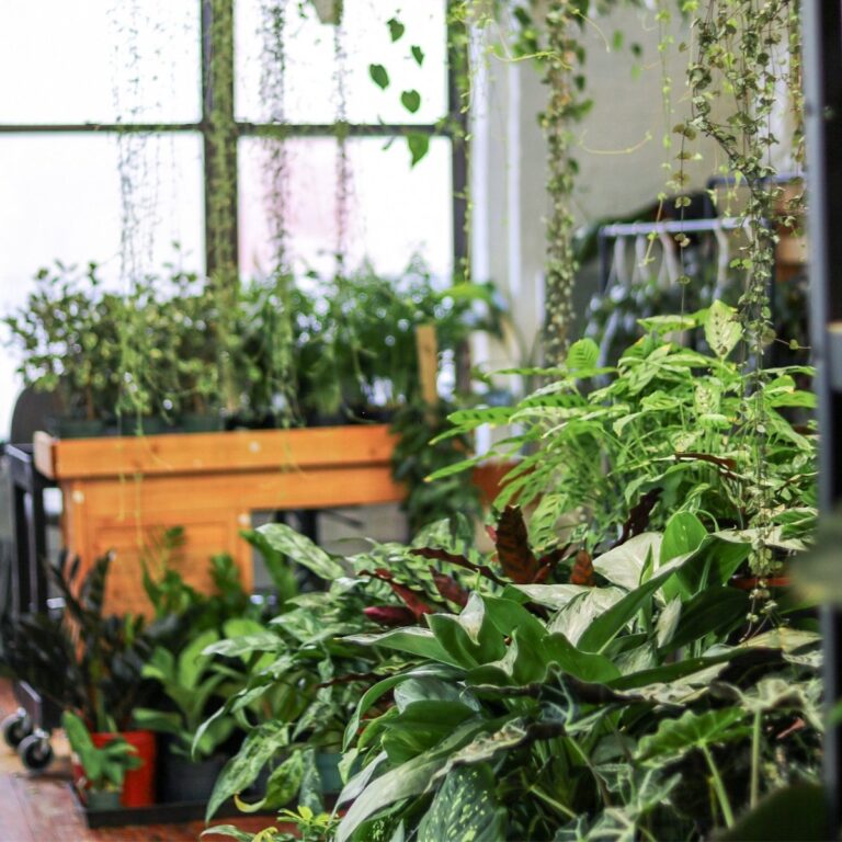 Indoor plant displays showcasing a variety of lush houseplants
