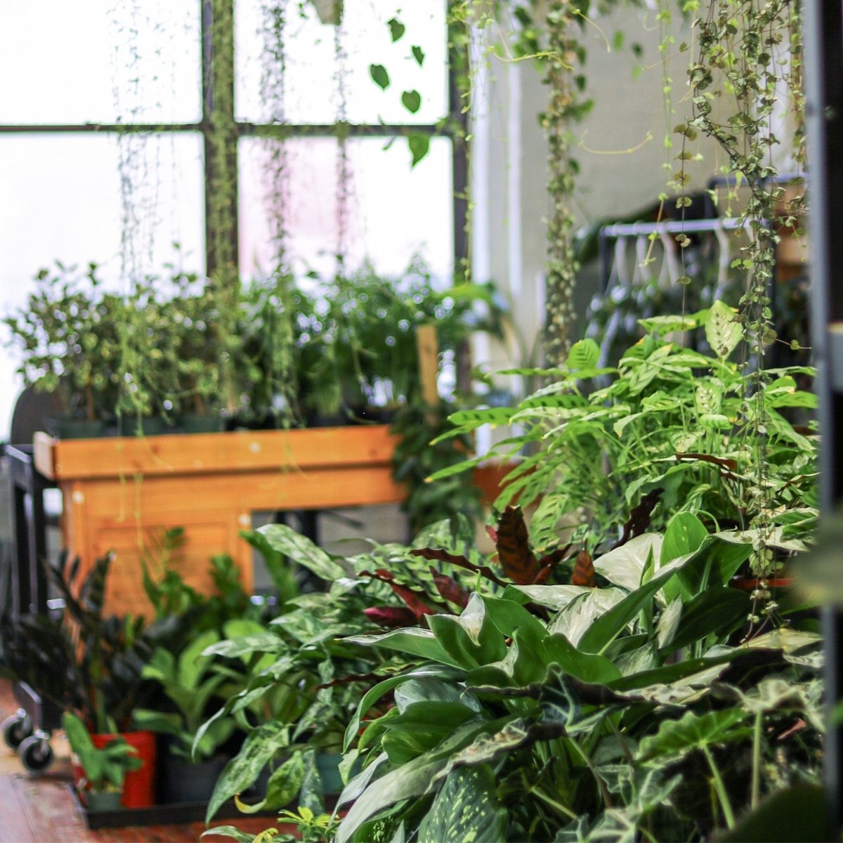 Indoor plant displays showcasing a variety of lush houseplants