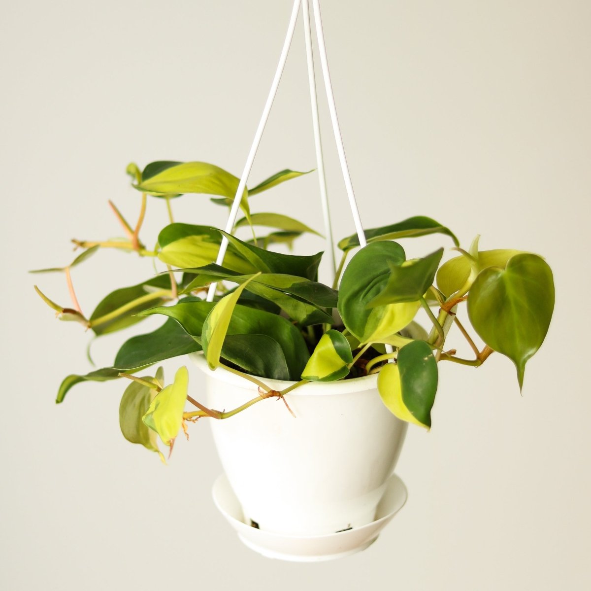 Philodendron Brasil variegated hanging basket