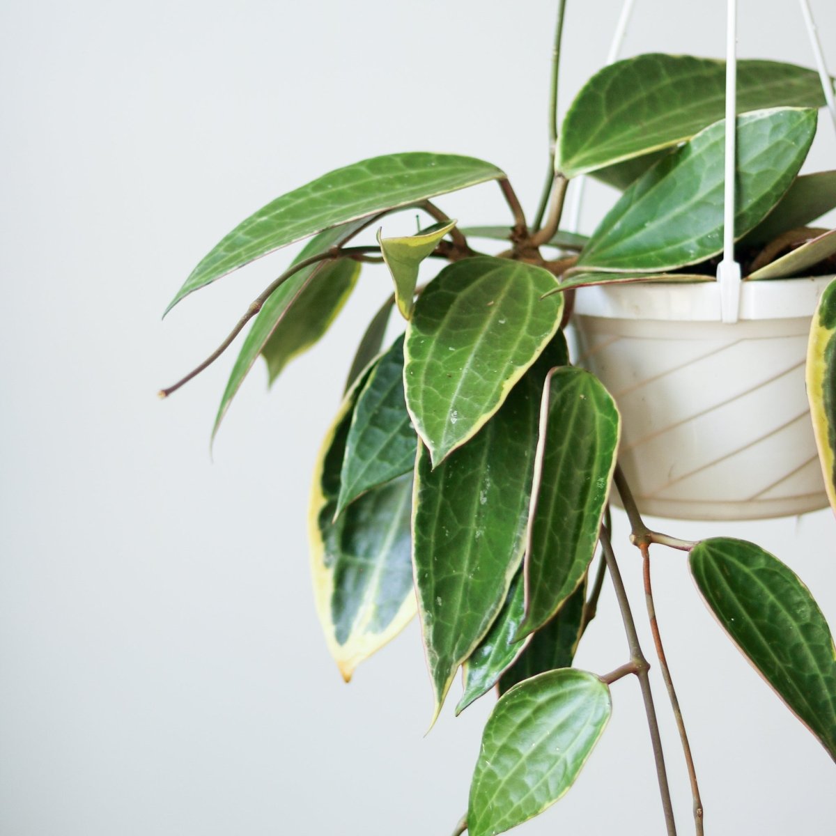 Hoya plant with thick waxy leaves trailing from a hanging pot
