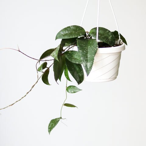 Hoya sumatra hanging basket