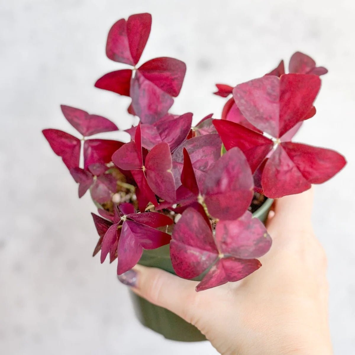 Oxalis plant with clover-like leaves displayed in a bright indoor space