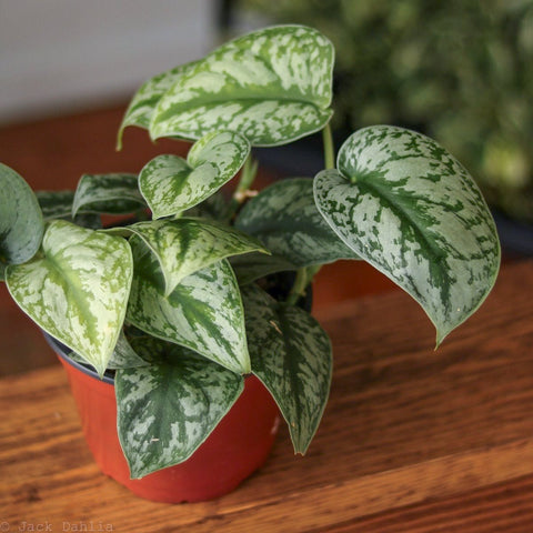Exotic Scindapsus For Apartment - Ed's Plant Shop