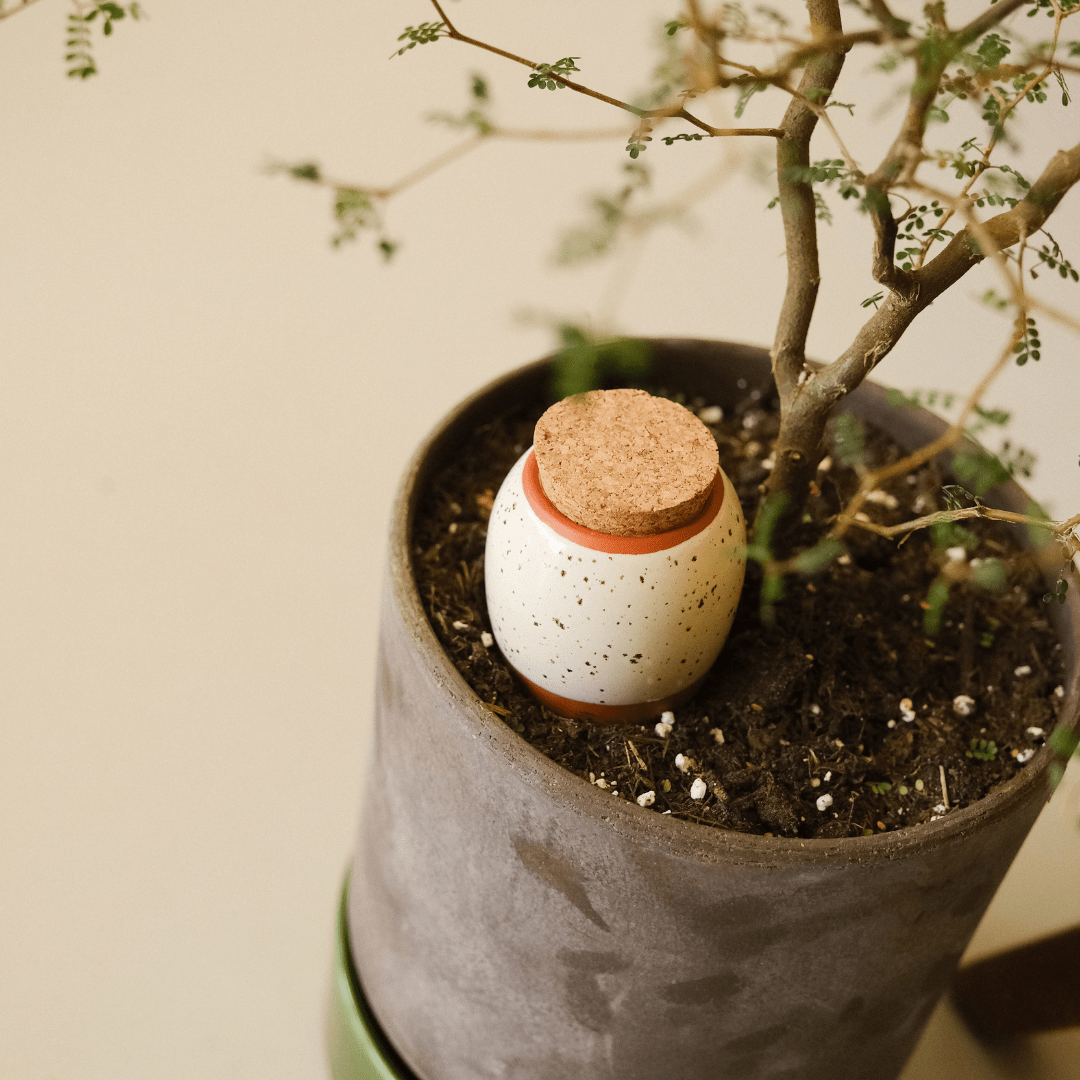 Trio Mini Ollas - The Iconics | Self - Watering Terracotta Plant Irrigators - Ed's Plant Shop