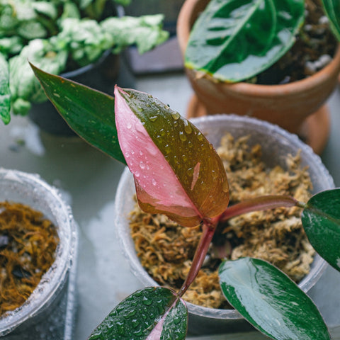 Pink Princess Variegation