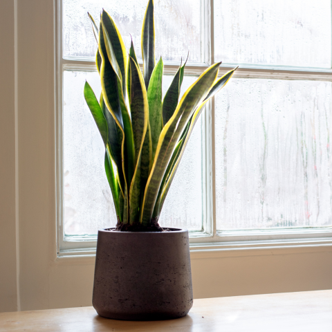 Houseplants arranged in bright indoor space