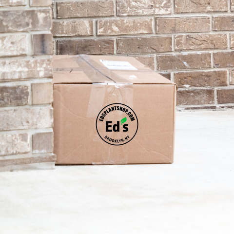 Unboxing houseplants from delivery box