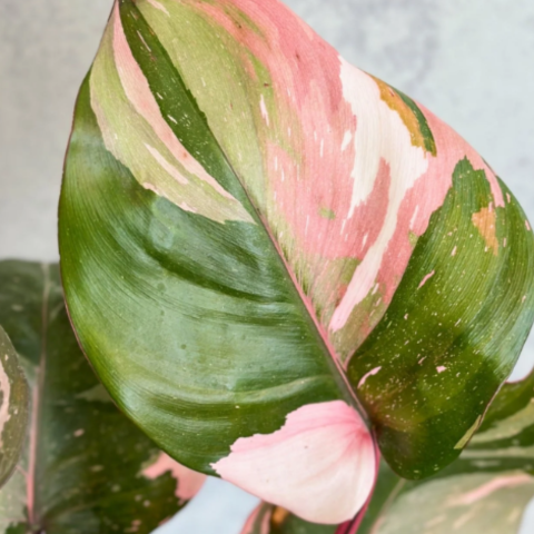 Pink princess Philodendron Leaf