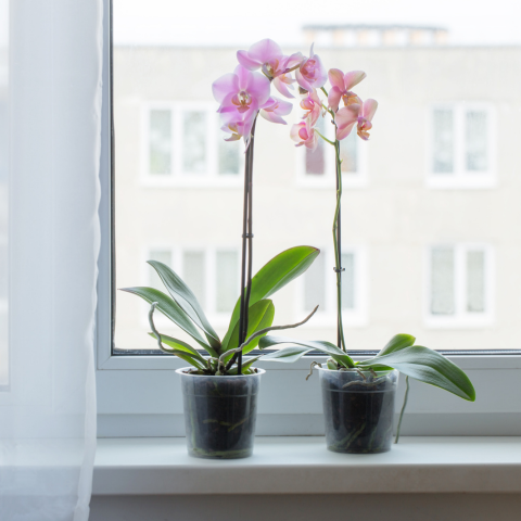 Orchid Adjusting To New Location After Shipping - Ed's Plant Shop