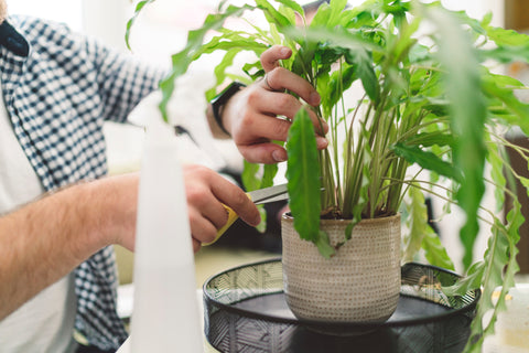 Plant Arriving At New Home After Shipping