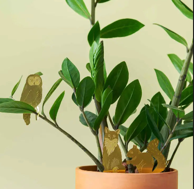 ZZ Plant For Sale Online