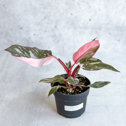 Pink pRincess Philodendron Foliage