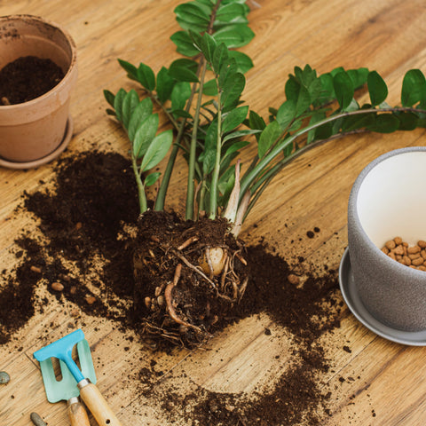 Roots Of ZZ Plant - Ed's Plant Shop