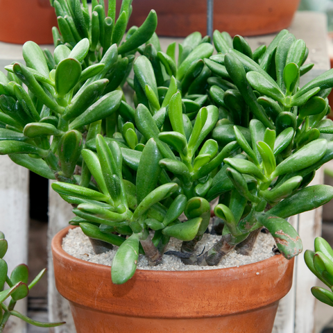 Sand In Potted Plant