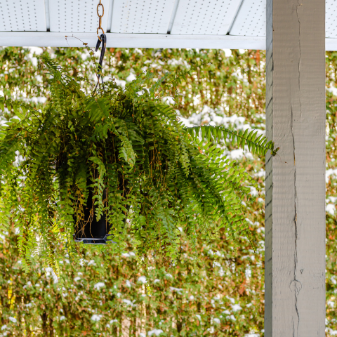 Hanging Basket Boston Fern