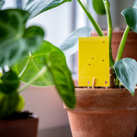 Sticky Traps For Sale Online