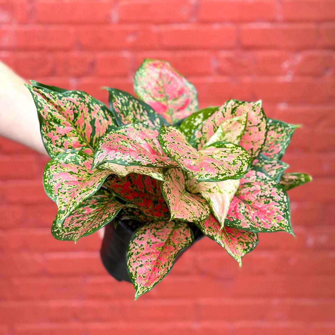 Autumn-themed indoor plants styled with warm fall decorations