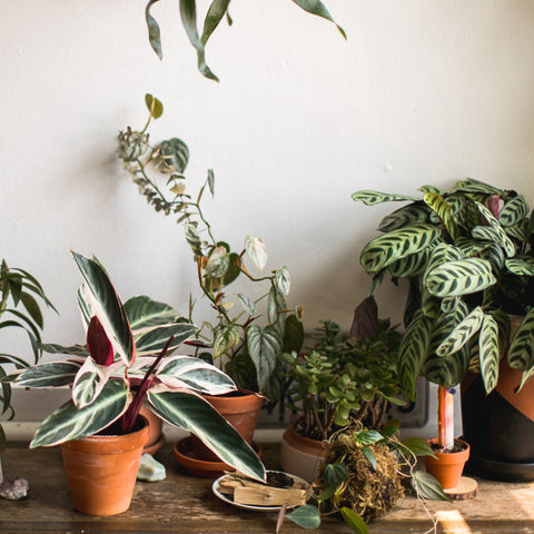 Bringing Fall Indoors with Nature-Inspired Decor
