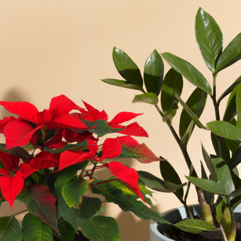 The Poinsettia Journey: A Festive Tale Through Time