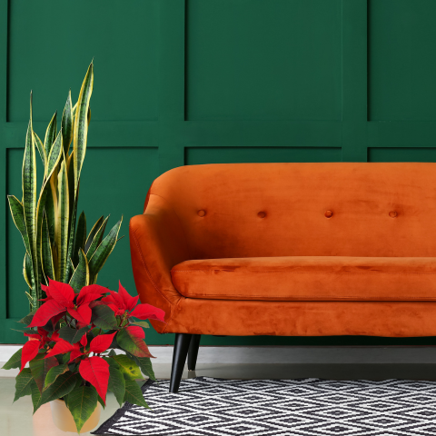 The Poinsettia Journey: A Festive Tale Through Time
