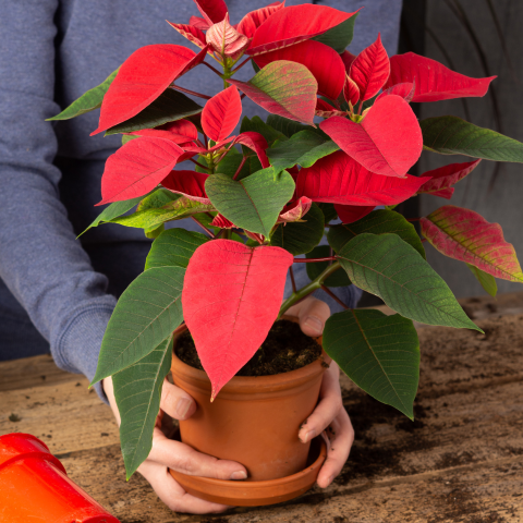 The Poinsettia Journey: A Festive Tale Through Time