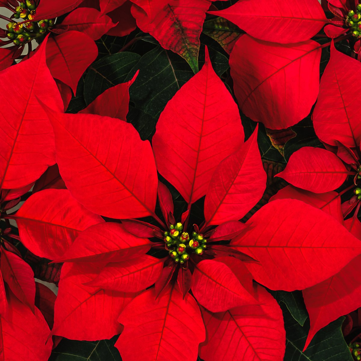 Red poinsettia plant with vibrant holiday bracts in a decorative pot