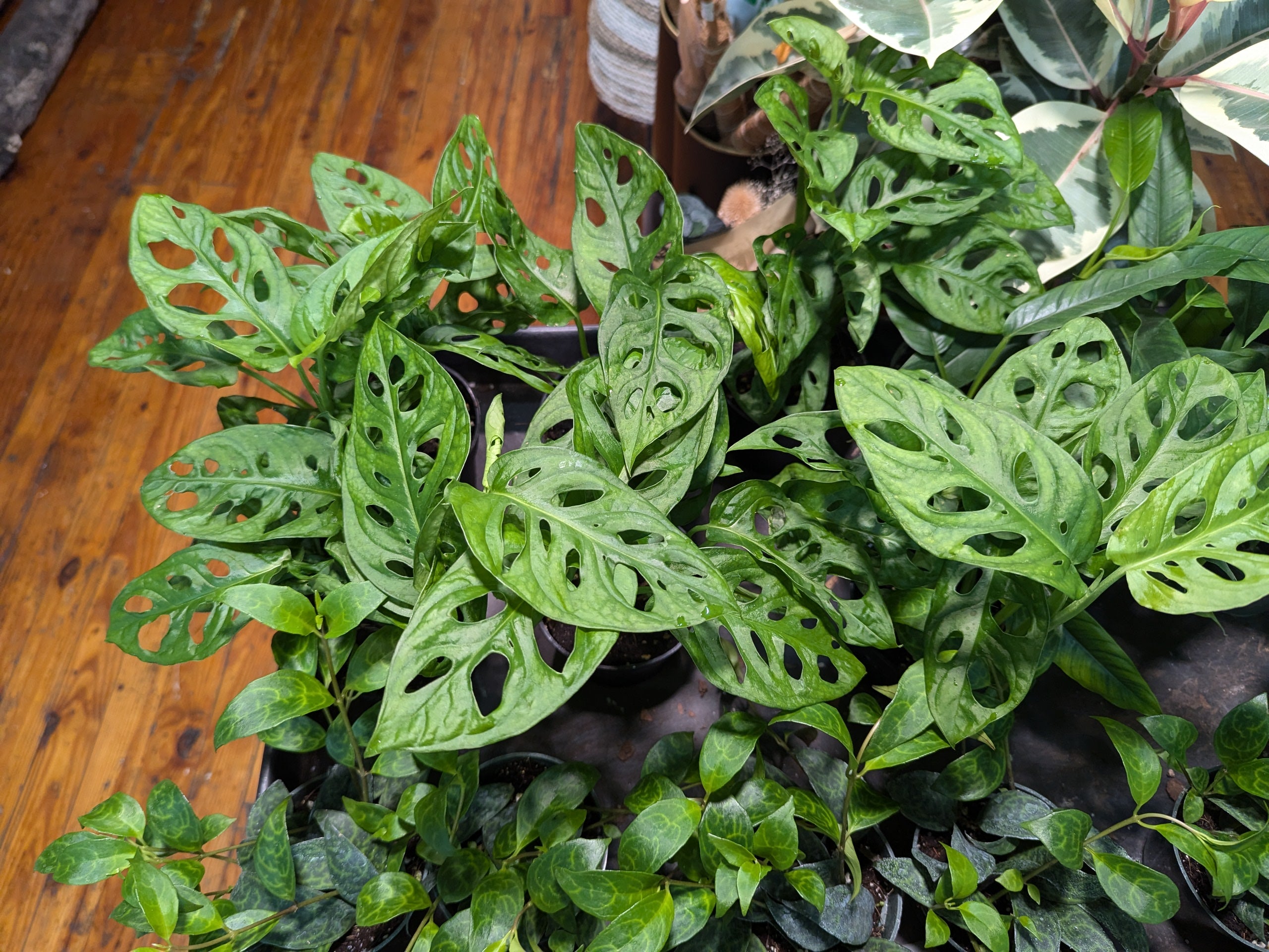 Monstera Adansonii Swiss Cheese Plant with perforated leaves