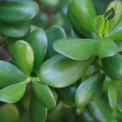 Jade Plant with thick succulent leaves
