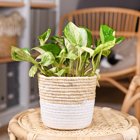 Healthy Pothos houseplant with trailing foliage