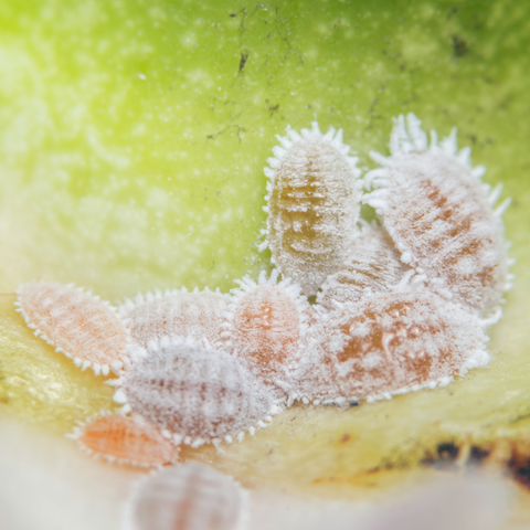 Mealybug pest on a Pothos plant