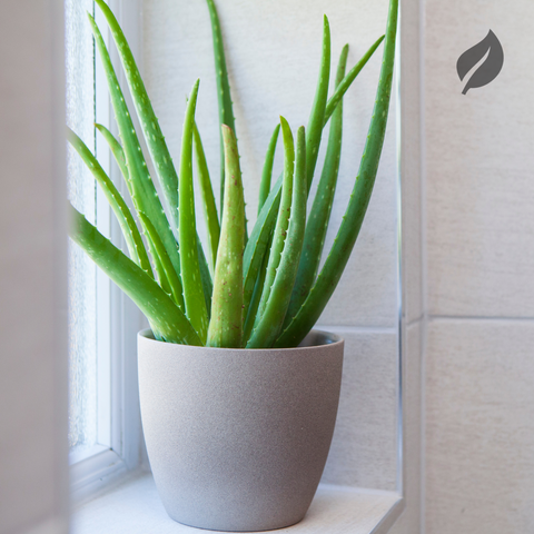 Aloe plant in a container