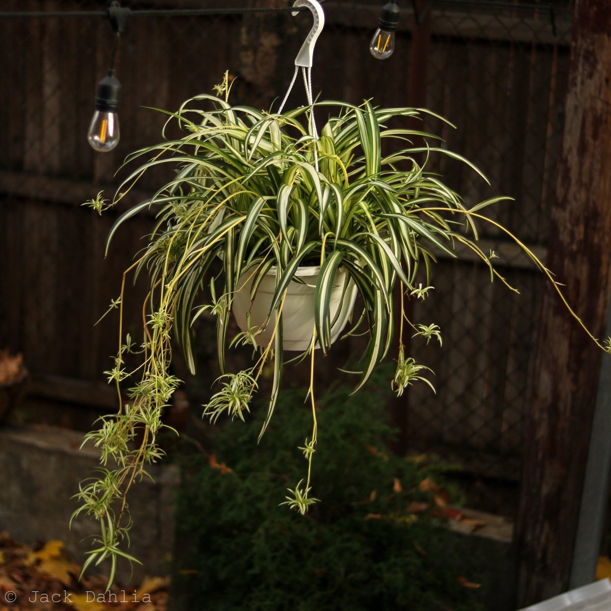 Spider Plant with arching striped foliage