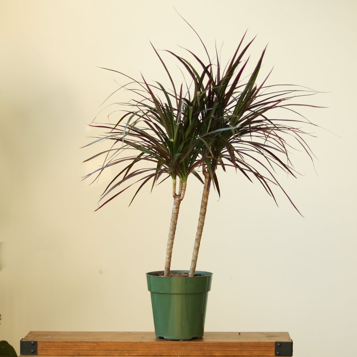 Dracaena Marginata with narrow arching foliage