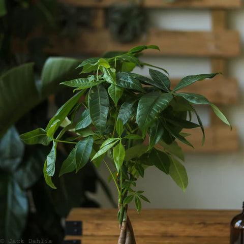 How To Care For Your Money Tree: A Beginner's Guide