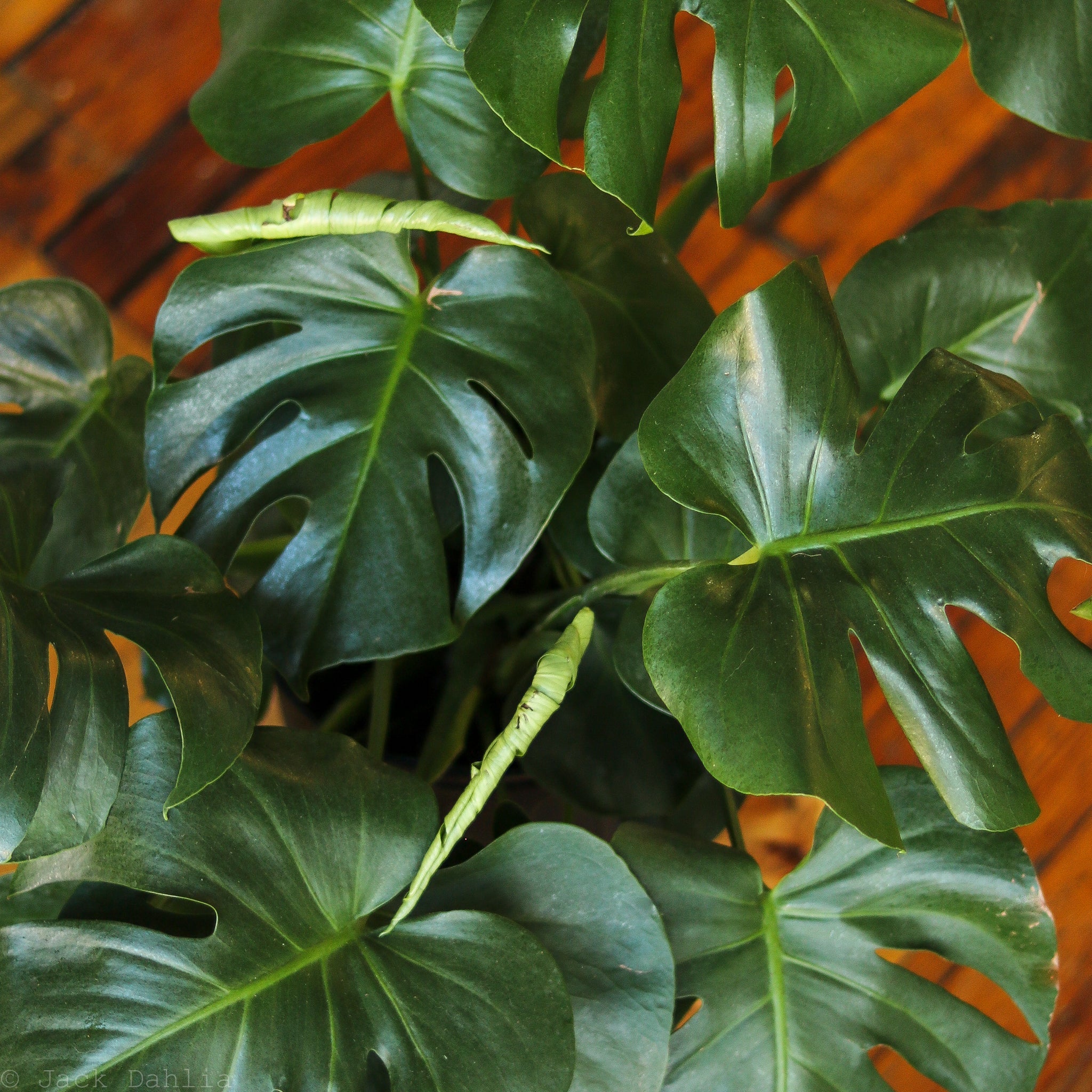 Monstera deliciosa with large fenestrated leaves
