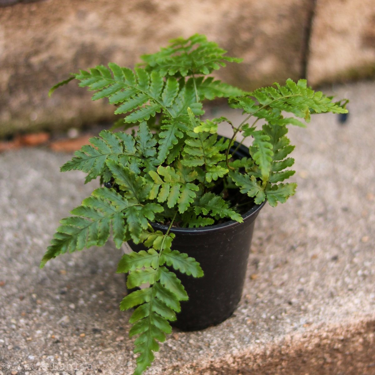 Boston Fern with arching green fronds