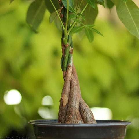 How To Care For Your Money Tree: A Beginner's Guide