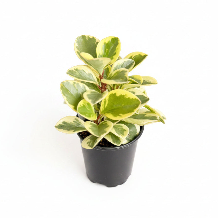 Variegated Peperomia obtusifolia Baby Rubber Plant