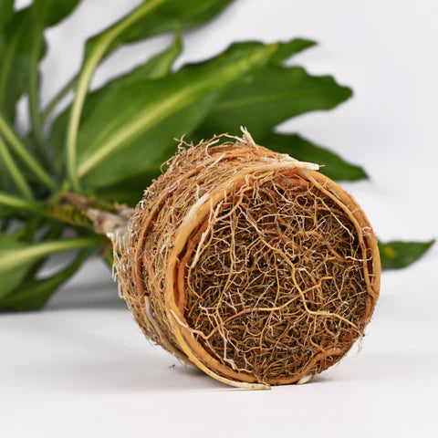 Root-bound Monstera deliciosa being repotted
