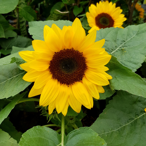 12 Best Flower Seeds To Plant During Spring - Ed's Plant Shop