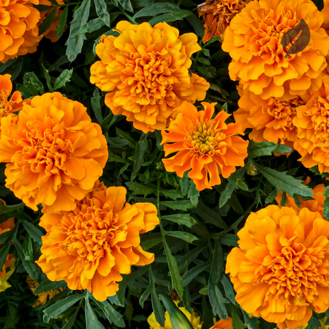 12 Best Flower Seeds To Plant During Spring - Ed's Plant Shop