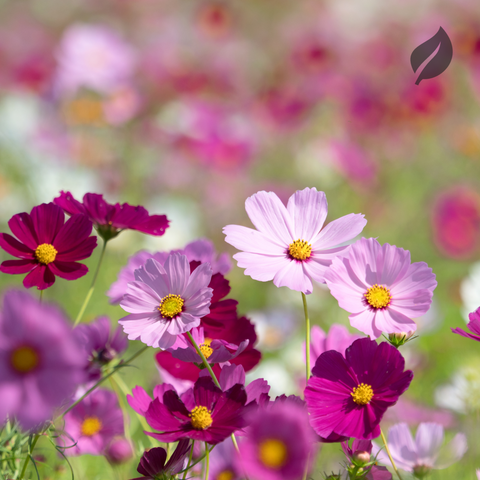 12 Best Flower Seeds To Plant During Spring - Ed's Plant Shop