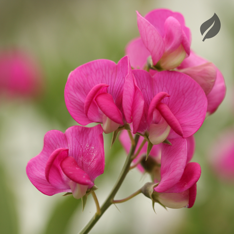 12 Best Flower Seeds To Plant During Spring - Ed's Plant Shop